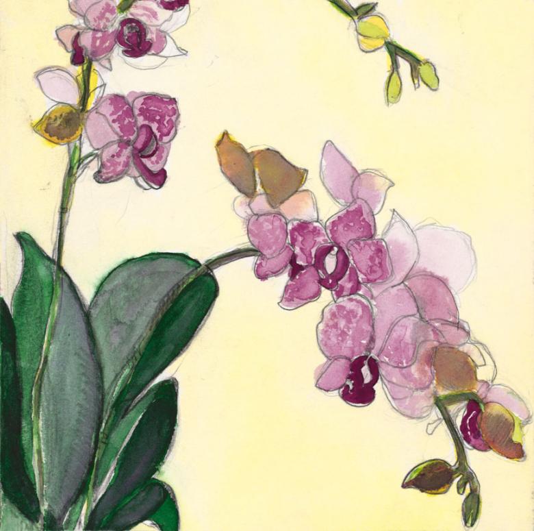 Orchids. Watercolor and pencil on high quality acid-free art paper, 9x9in - 22.6x22.6cm. Fig. 246